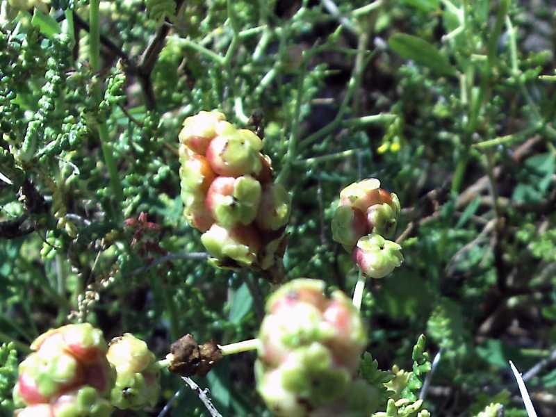 Poterium (ex Sarcopoterium) spinosum / Spinaporci